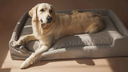 vilmers%2FPRODUCT_PHOTOS%2F1_SOFT_FURNITURE%2F1_8_PET_BEDS%2FINTERIOR_PHOTOS%2FPet_beds%2FPet_beds_%C2%A9Vilmers-2-2.webp